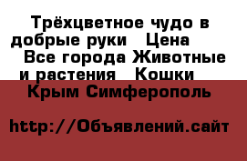 Трёхцветное чудо в добрые руки › Цена ­ 100 - Все города Животные и растения » Кошки   . Крым,Симферополь